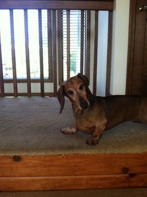 Pic of the Litter: Emily